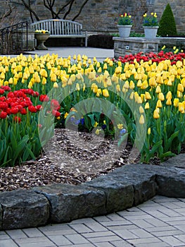 Vibrant Tulips In Bloom