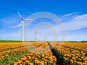 Vibrant tulips dance in a field against a backdrop of windmill turbines in the Netherlands Flevoland