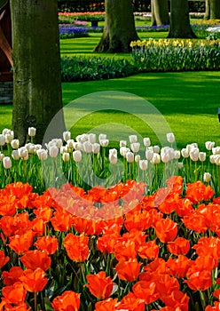 Vibrant tulips on display at Keukenhof Gardens, Lisse, South Holland