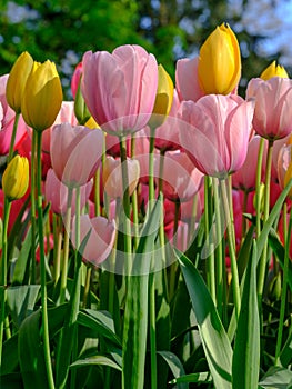 Vibrant tulips on display at Keukenhof Gardens, Lisse, South Holland