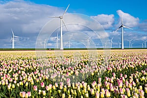 Vibrant tulips sway gracefully in a field as majestic windmills stand tall in the background, creating a picturesque