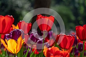 Vibrant tulips in various shades of pink, red, and yellow beginning to bloom in a lush garden