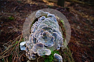 Vibrant Turkey Tail Mushrooms