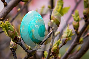 vibrant turquoise egg nestled among early spring tree buds