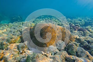 Vibrant underwater landscape showcasing a prominent brain coral with a fish hiding underneath amidst other marine life.