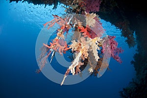 Vibrant underwater tropical coral reef scene.