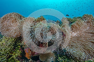 Vibrant Underwater World: Anemones in Fuvahmulah