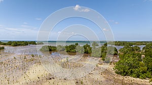 Vibrant valley enveloped by trees in Mangroove Palma District in Cabo Delgado, Mozambique photo