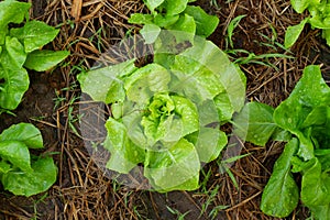 vibrant vegetables in a flourishing backyard garden