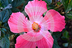 Tropical Pink Hibiscus Flower in Full Bloom