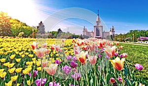 Vibrant view of blossoming tulip flowers in the campus of famous Russian university in spring in Moscow