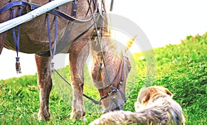 Vibrant view of horse and dog on green grass in village in dayti