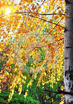 Vibrant view of sunny autumn birch trees with sunset light leak