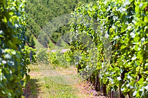 Vibrant vineyard rows of lush green grape vines in a sunlit countryside setting