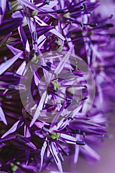 Vibrant violet plant in blossom period. Purple persian onion with beautiful petals in the budding time. Top view of the star plant