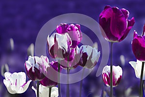 Extremo púrpura a blanco tulipanes en la primavera borroso 