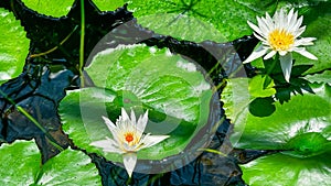 Vibrant water lilies bloom on a serene pond, embraced by lush, green leaves