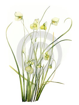 Vibrant Watercolor Painting of Utricularia Menziesii on White Background AI Generated