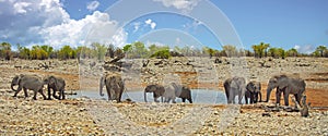 Vibrant waterhole in Etosha with a herd of elephants