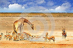 A vibrant waterhole in Etosha national park with giraffe, oryx and springbok