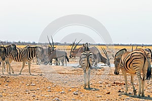 Vibrant waterhole full of zebra and Oryx