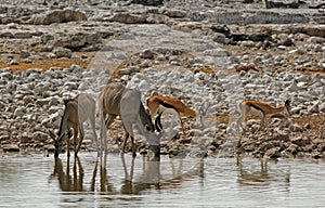 Vibrant waterhole with Kudu and Impala in Etosha National Park, Namibia