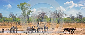 A vibrant waterhole scene with Sable Antelopes and Giraffe with a blue cloudy sky in Hwange