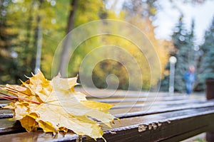 Vibrant wet golden fallen leaves of maple with waterdrops on a brown wood brench in autumn park. Yellow green trees