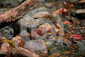 Vibrant wet river rocks close up in natural stream at Cedar Creek Falls near Airlie Beach, Queensland Australia