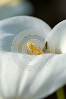 Vibrant white Arum-lily flower with vibrant yellow centers blooming in a lush garden