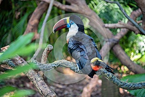 Vibrant white-breasted toucan (Ramphastos tucanus) perched on a forest branch