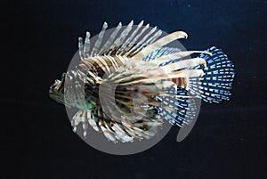 Vibrant White and BrownStriped Lionfish Swimming Around