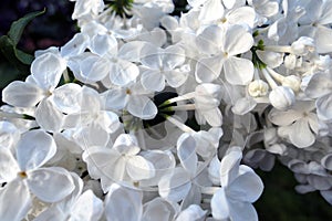 Vibrant white lilac in summer Moscow