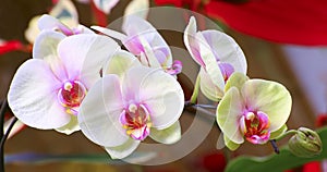 Vibrant white and pink orchids