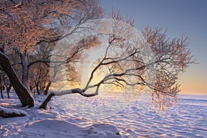 Vibrant winter landscape at morning sunrise with yellow sunlight. Snowy trees on froze on lake shore. Nature winter scene