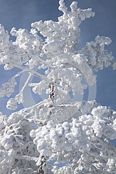 Vibrant winter vacation background with pine tree covered by heavy snow