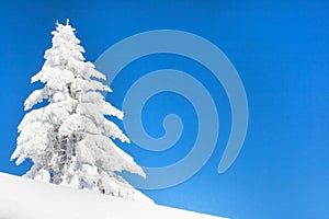 Vibrant winter vacation background with pine tree covered by heavy snow and blue sky