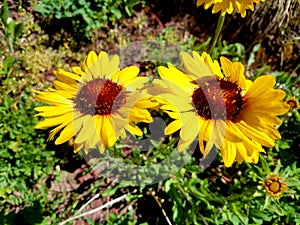 Vibrant yellow Arrowleaf Balsamroot grows in an alpine meadow