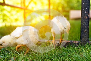 A vibrant yellow baby chicken stands out against a defocused, green nature background. This adorable white little chick
