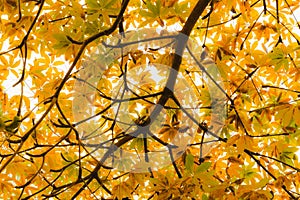 Vibrant yellow backlit leaves on a tree in autumn