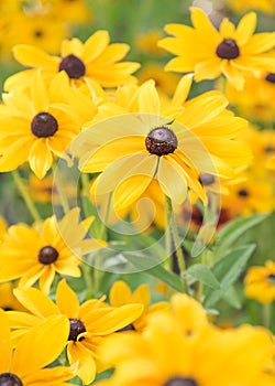 Vibrant yellow black-eyed susan flowers blooming in summer garden portrait format