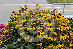 Vibrant yellow Black-eyed Susans - lush green leaves - urban setting with concrete and street in background