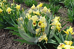 Vibrant yellow and brown flowers of bearded irises