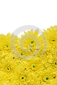 Vibrant yellow chrysanthemum