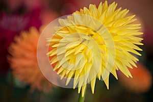 Vibrant yellow colored dahlia