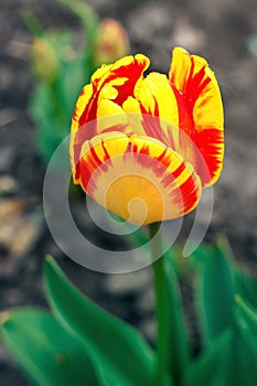 Vibrant, yellow, colorful tulip. tulip blossoms in spring sun. tulip in the field