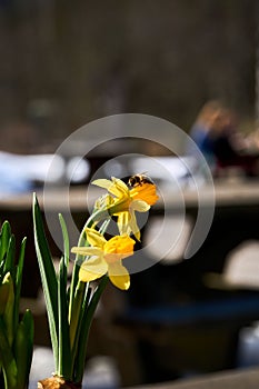 Vibrant yellow daffodil flowers on the blurred background