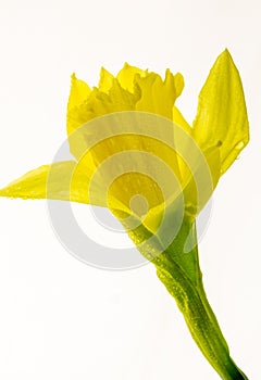 Vibrant Yellow Daffodil Isolated on White background -10