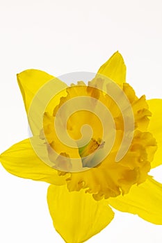 Vibrant Yellow Daffodil Isolated on White background -5