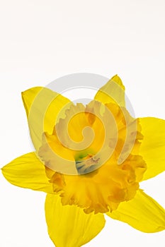 Vibrant Yellow Daffodil Isolated on White background -6